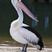 Australian Pelican